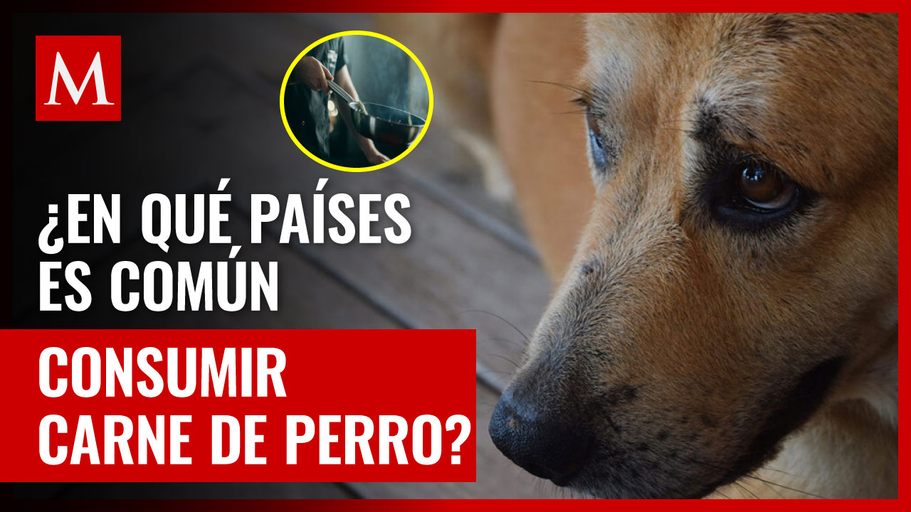 ¿Qué países tienen la tradición de comer carne de perro?