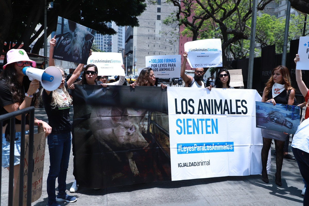 Defensores de animales se pronuncian tras sacrificio de gallina. (Foto: Juan Carlos Baustita)