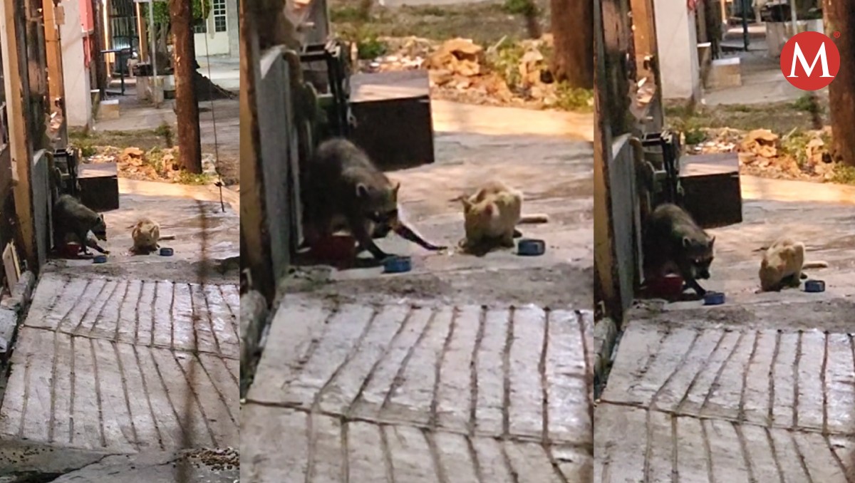 Gato comparte croquetas con mapache; video es grabado en Tampico