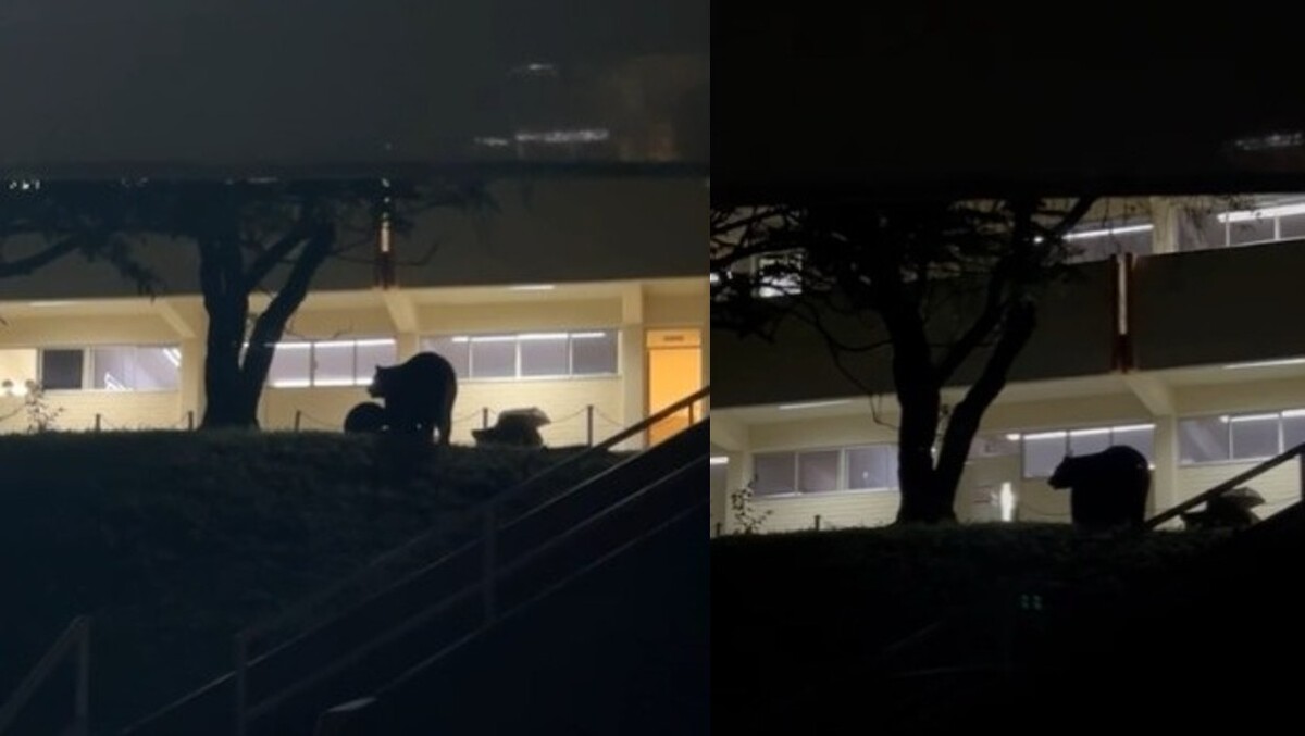 Oso es captado en la Facultad de Comunicación en Monterrey. Foto: Especial