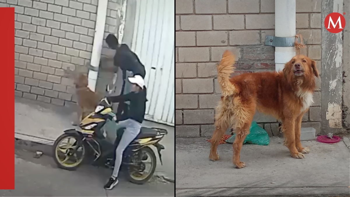 Pareja abandona a perro en calles del estado de Puebla | ESPECIAL