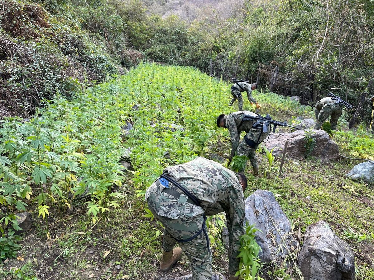 Plantío de mariguana en Sinaloa.