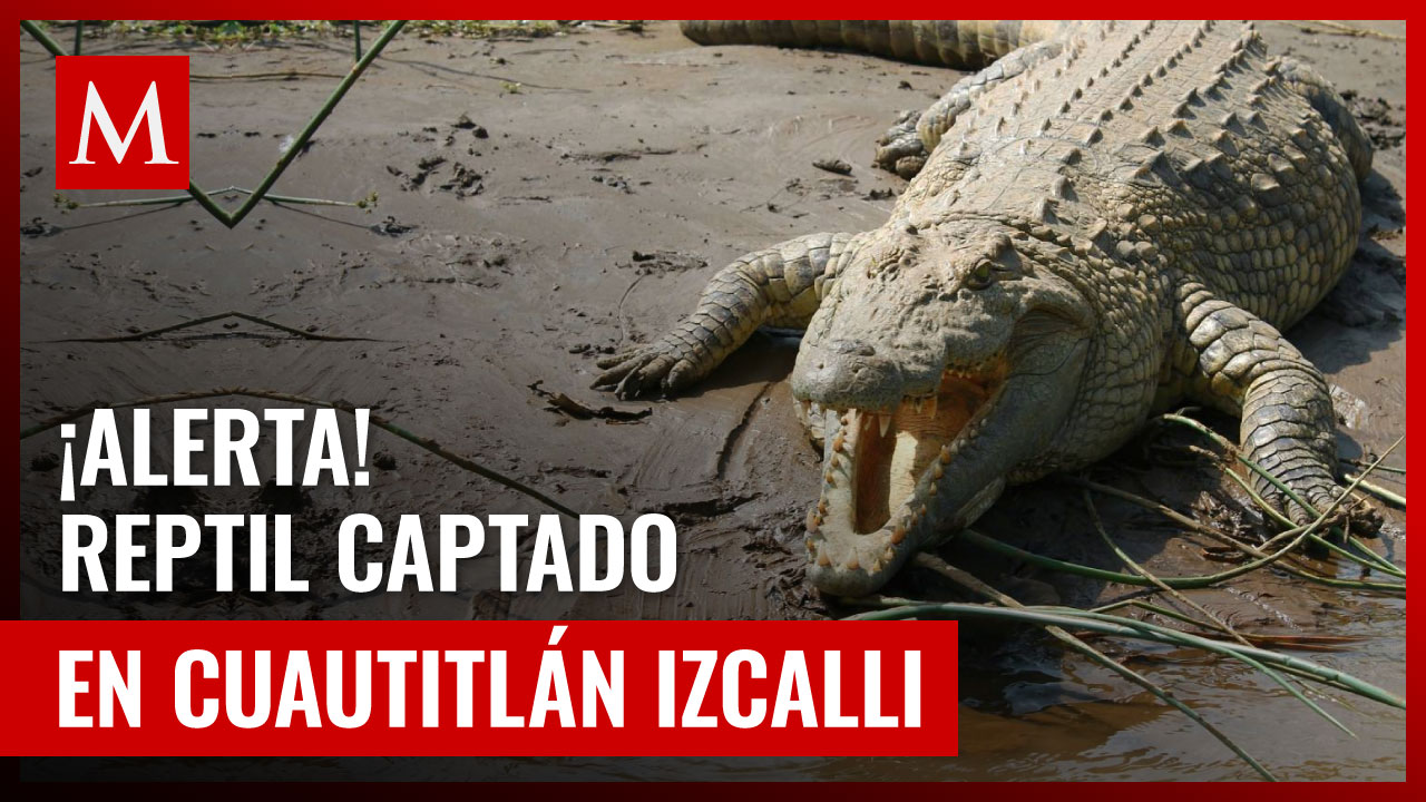 Cocodrilo en laguna de Cuautitlán Izcalli: Residente desde hace más de 3 años