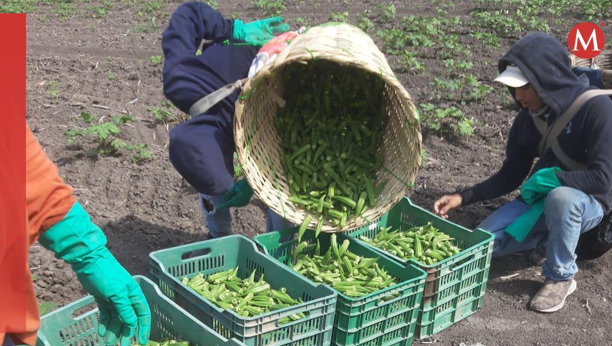Cosecha de okra