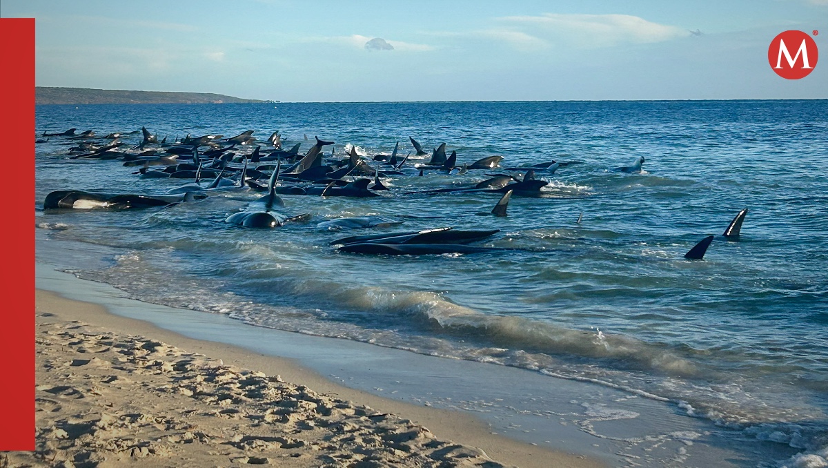 Más de 150 ballenas se quedaron varadas en Australia  | AP