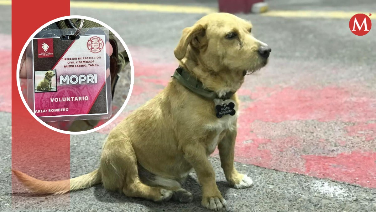 Muere Mopri, perrito adoptado en bomberos de Nuevo Laredo.