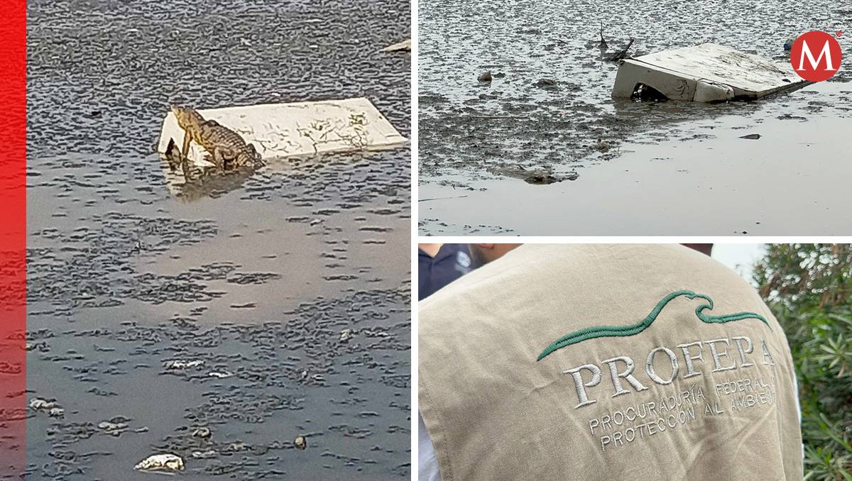 Realizan en Cuautitlán Izcalli operativo en laguna por cocodrilo| Foto: Oscar Avila