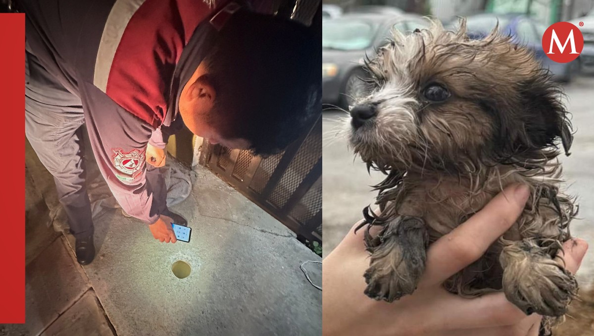Rescatan a perrito atrapado en drenaje en Nuevo Laredo.