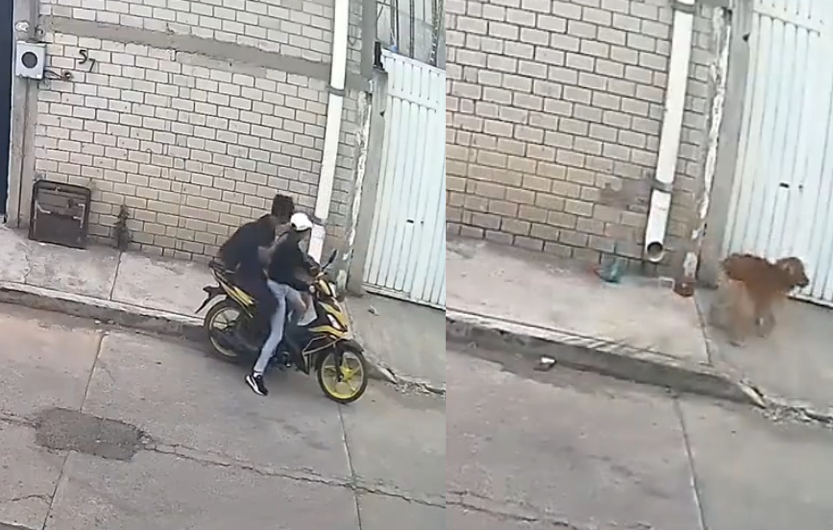 Personas abandonando a perro en Puebla (Redes sociales)