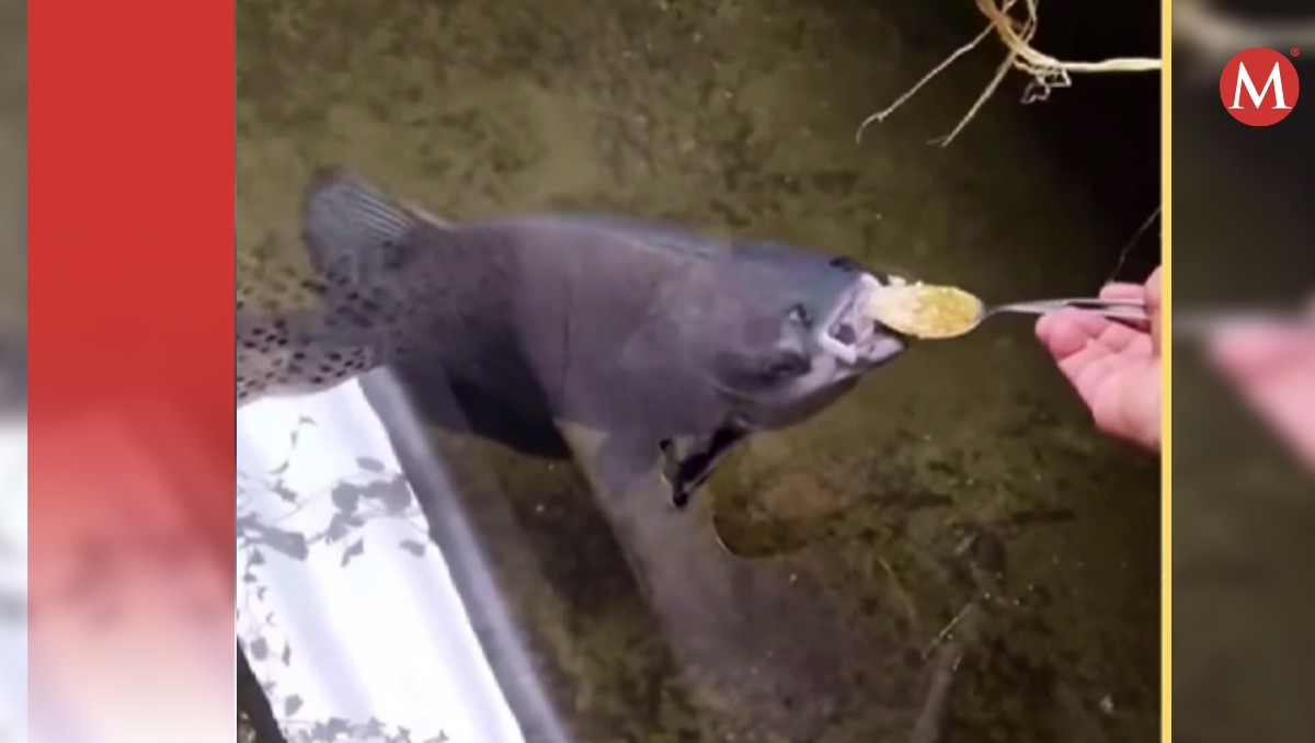Pescado es alimentado con sopa y arroz; caso viral. | Instagram crazyforkoi_goldfish