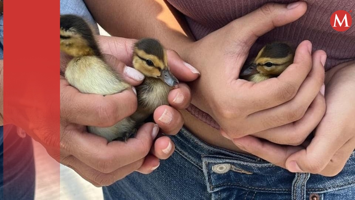 Reportan muerte de patos tras ser atropellados frente al CCU BUAP | URSVA