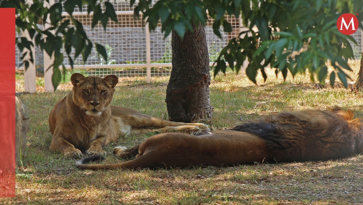 Zoológico del Altiplano, opción para festejar Día del Niño en Tlaxcala | Melanie Torres
