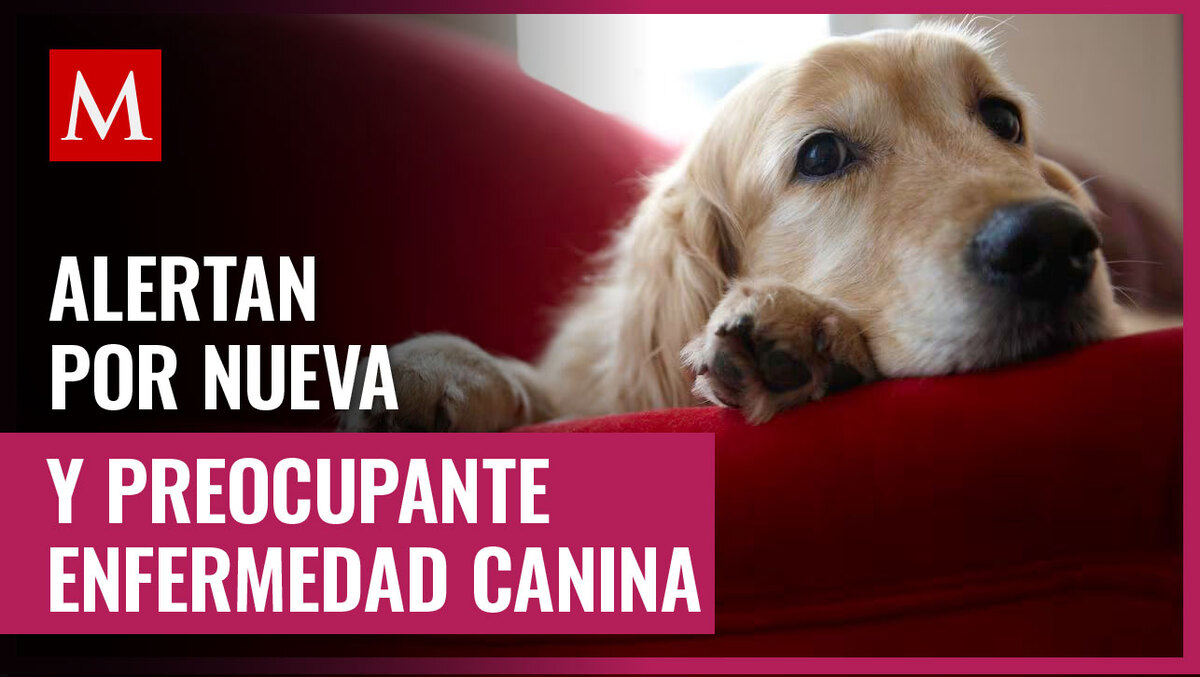 La enfermedad canina no cuenta con una cura actualmente; estos son los síntomas