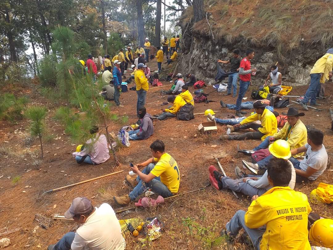 Brigadistas realizando reforestación de las áreas afectadas por el siniestro / Especial