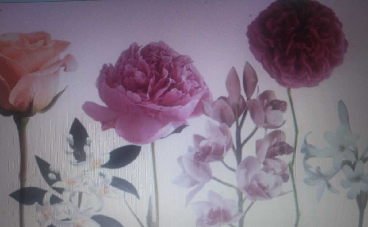 El rosa detona una diversidad de fragancias / Especial
