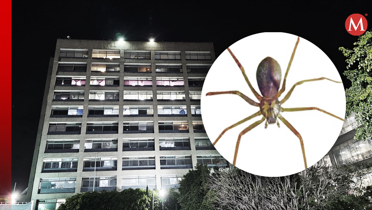 Hombre muere por no recibir atención oportuna tras picadura de araña violinista. (Especial)
