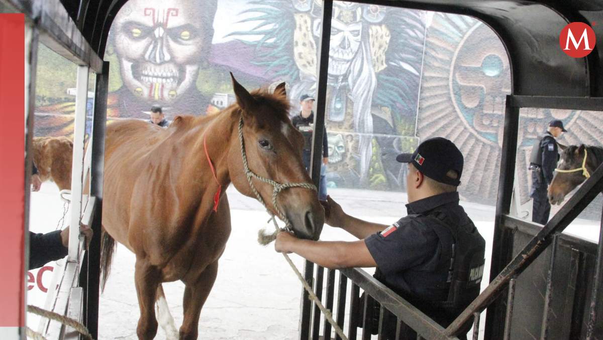 Rescatan a caballos y burra de maltrato animal en Ecatepec| Foto: Juan Camacho