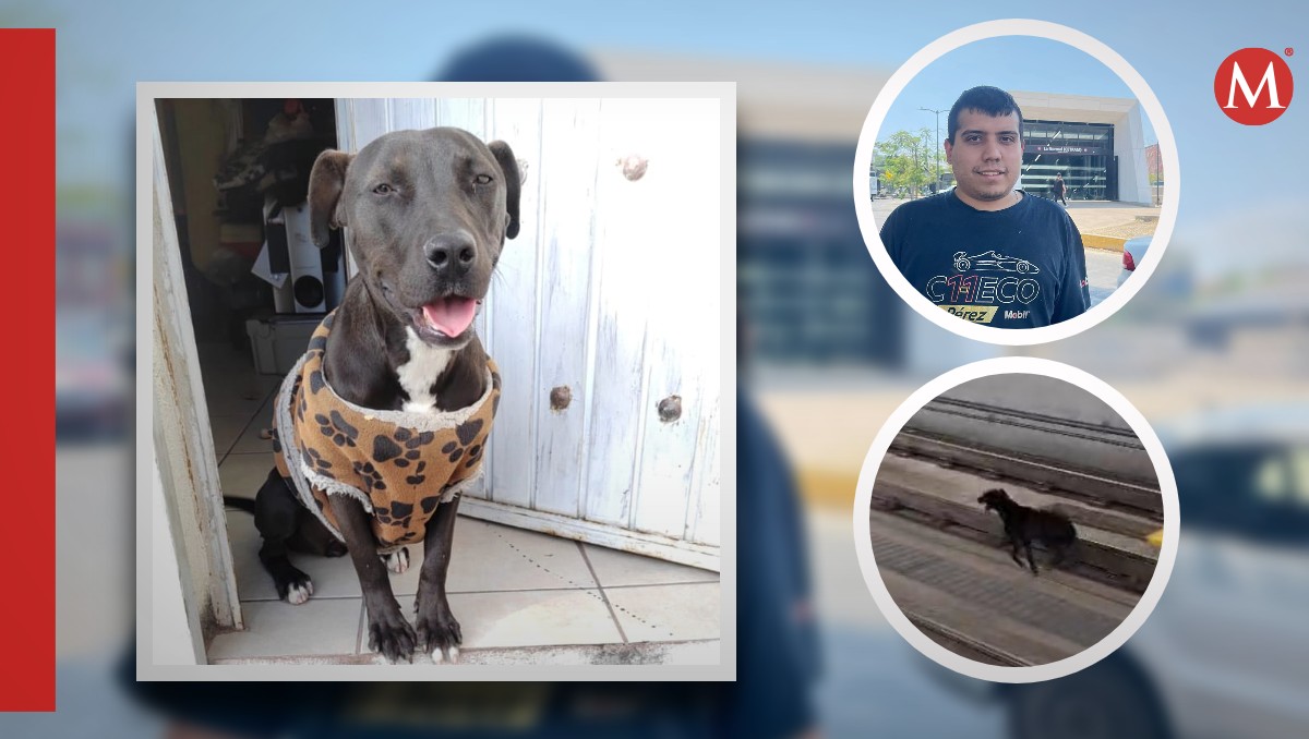 Buscan a Cloe y esperan que se trate de un lomito que deambula por vías del Tren Ligero en Guadalajara (Fotos: Karla V. Rodríguez | Diseño: Milenio)