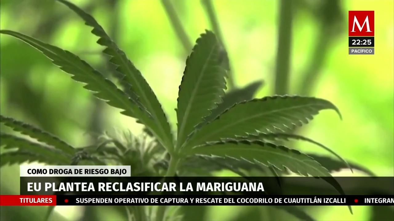 Clasificación actual de la marihuana en Estados Unidos