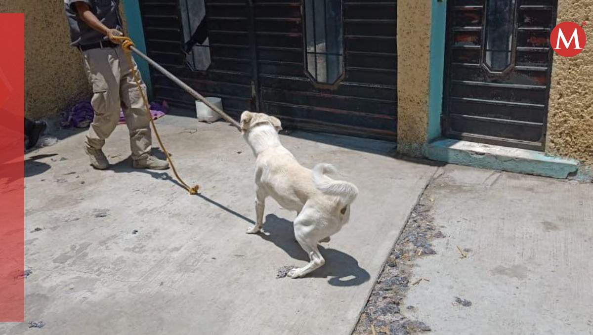 Rescatan a perro en condiciones de abandono en Chimalhuacán| Foto: Zuleyma García