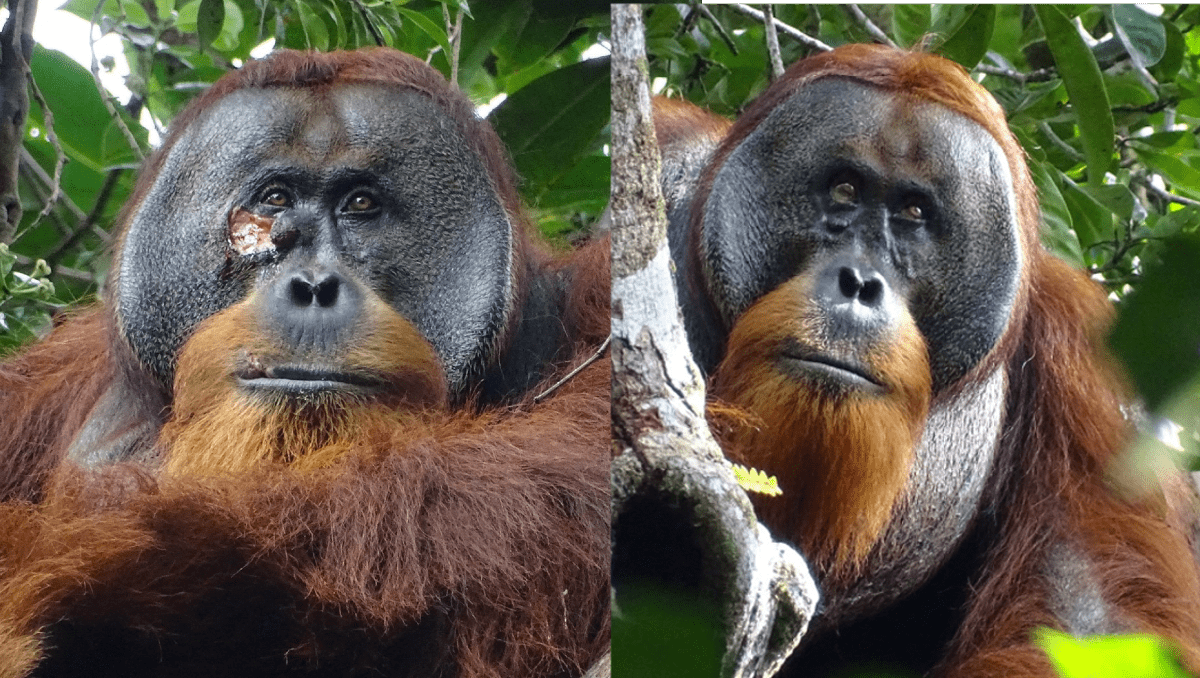 El caso es de un orangután macho de Sumatra llamado Rakus. | Reuters