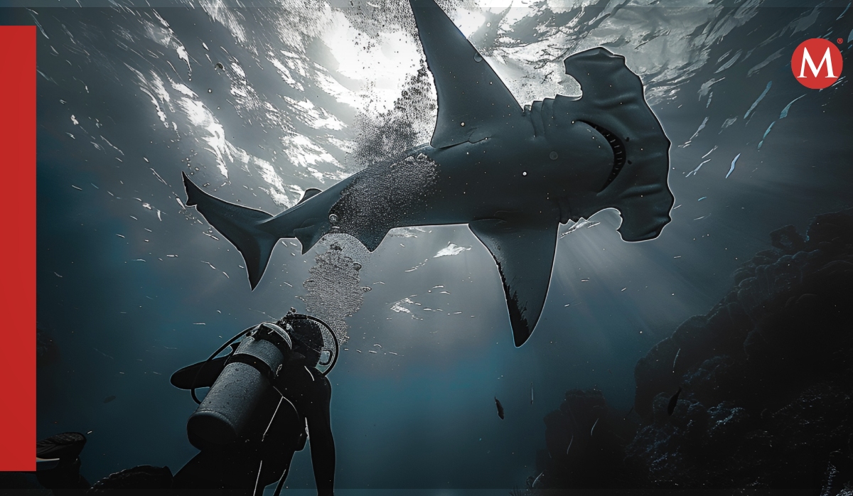 Descubren posible "guardería" de tiburones martillo