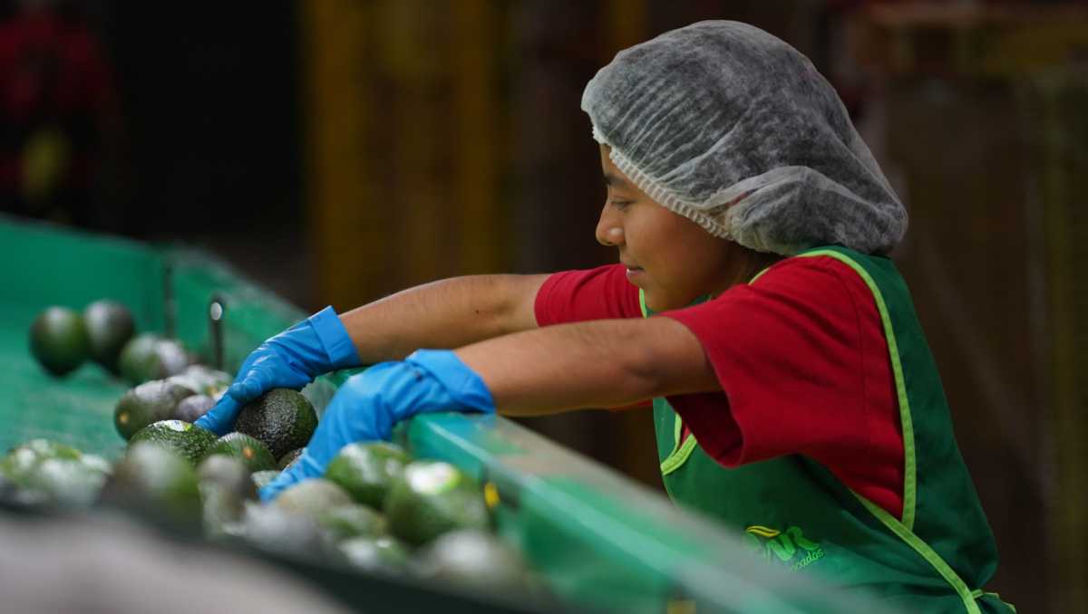 México, mayor proveedor del fruto en el país vecino, aprovechará la demanda y certificación de su cosecha. | Cuartoscuro