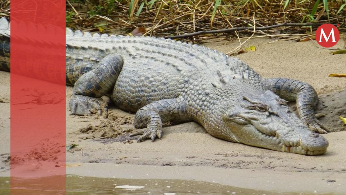 Vecinos en alerta por presencia de cocodrilos en Ciudad Madero