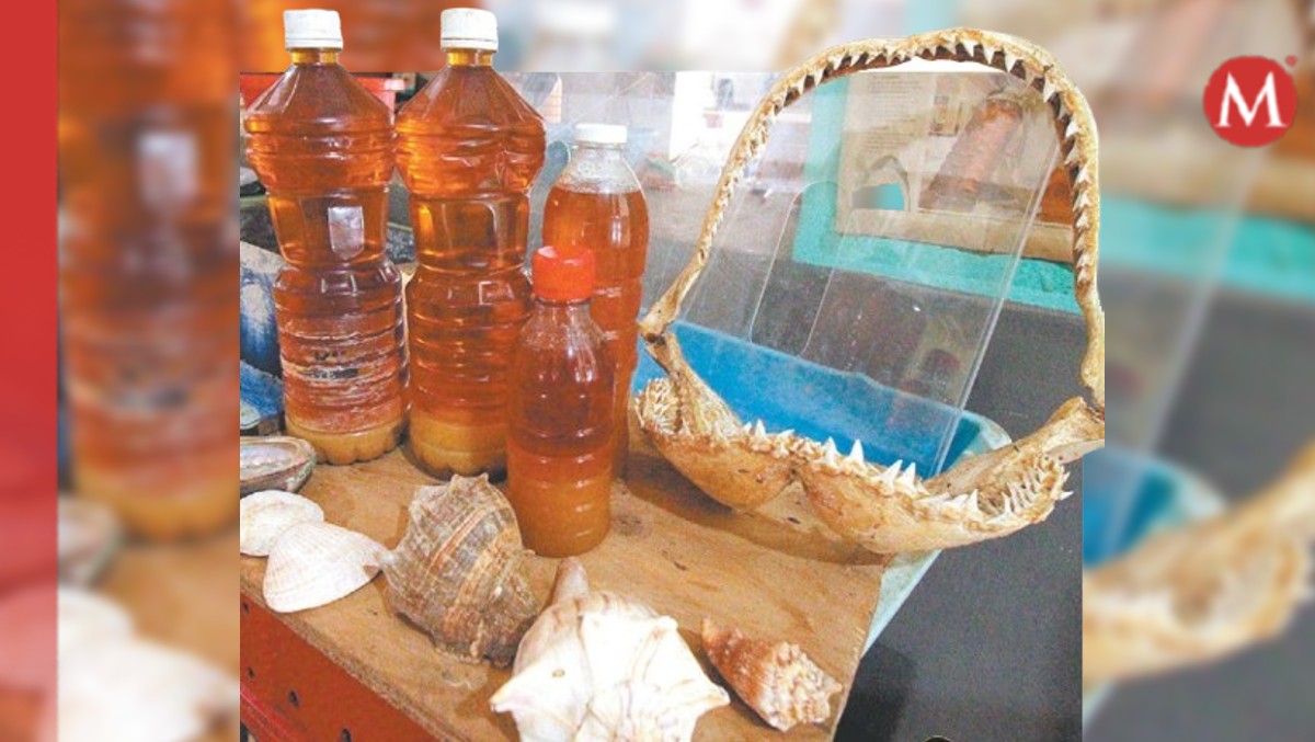 Aceite de hígado de tiburón; alternativa de venta para pescadores