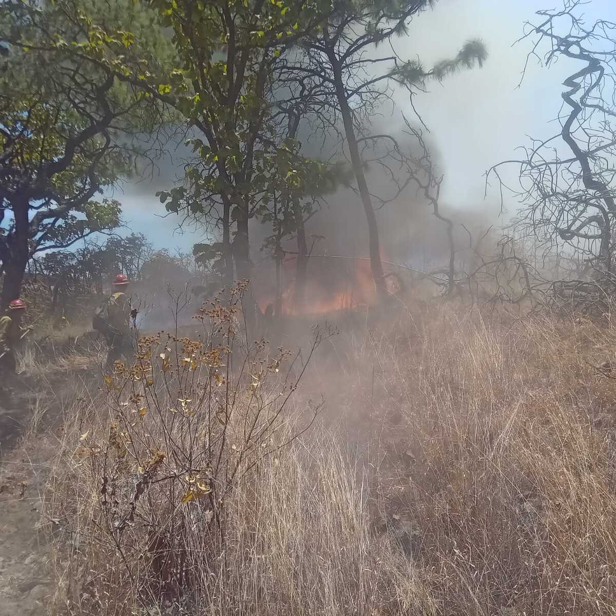 Brigadistas y bomberos de Tlajomulco controlan incendio forestal en Los Ocotes (Cortesía)