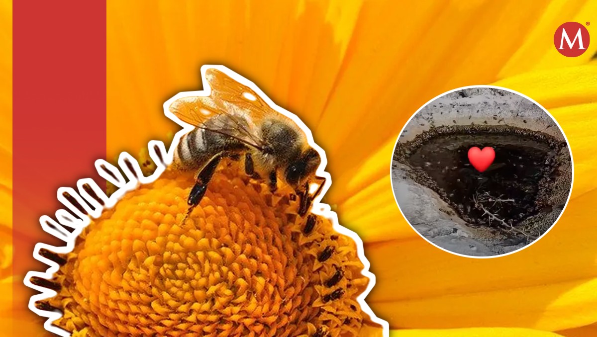 Abejas buscan agua ante ola de calor. (Especial)