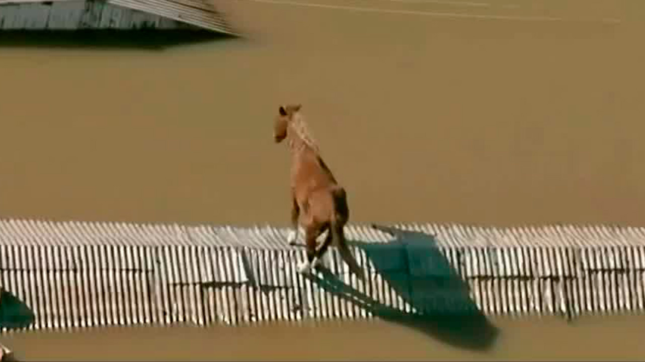 Rescatan a un caballo atrapado por las intensas lluvias en Brasil