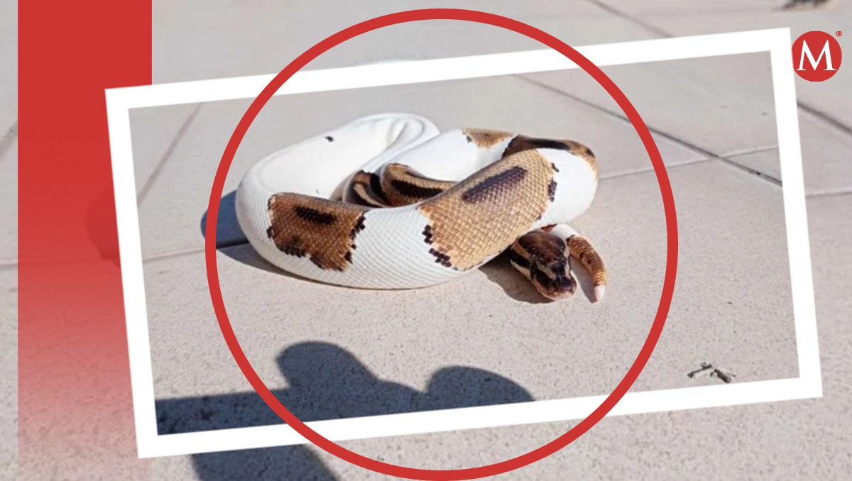 Pitón escapa en colonia de León | ESPECIAL