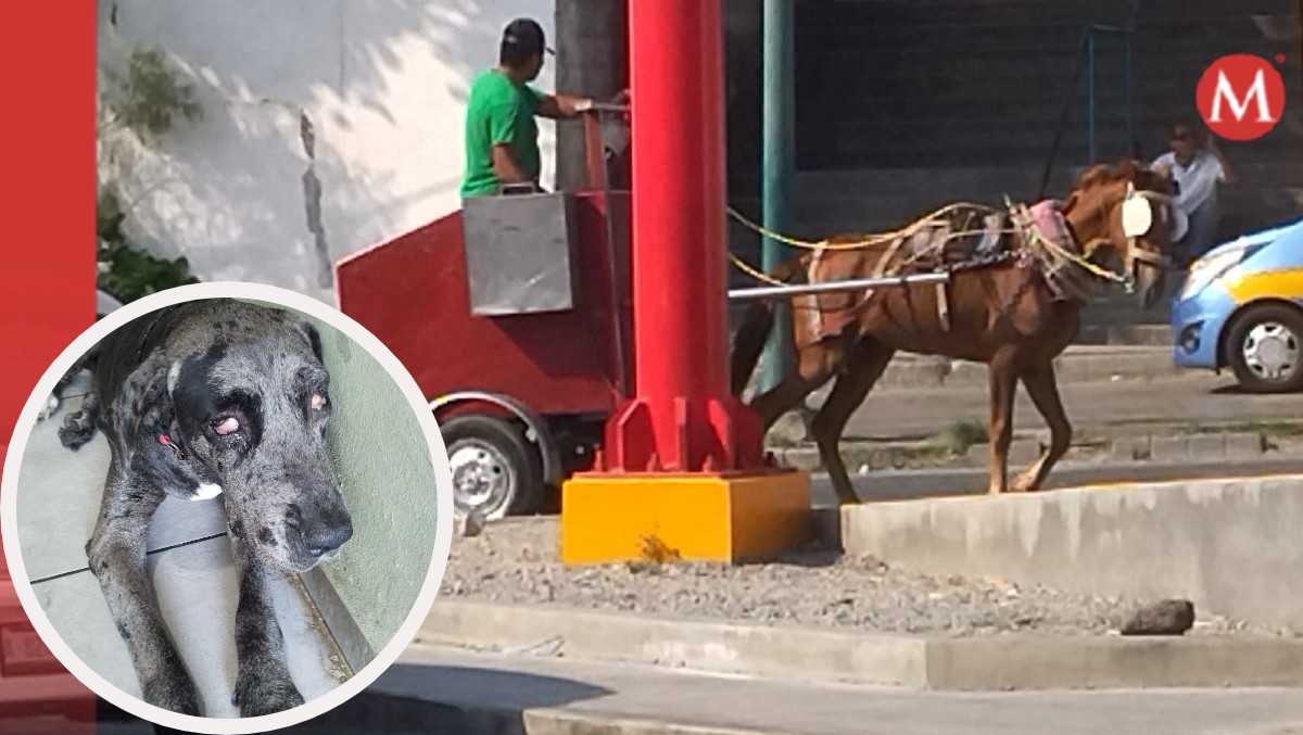 Altas temperaturas cobra la vida de animalitos en sur de Tamaulipas
