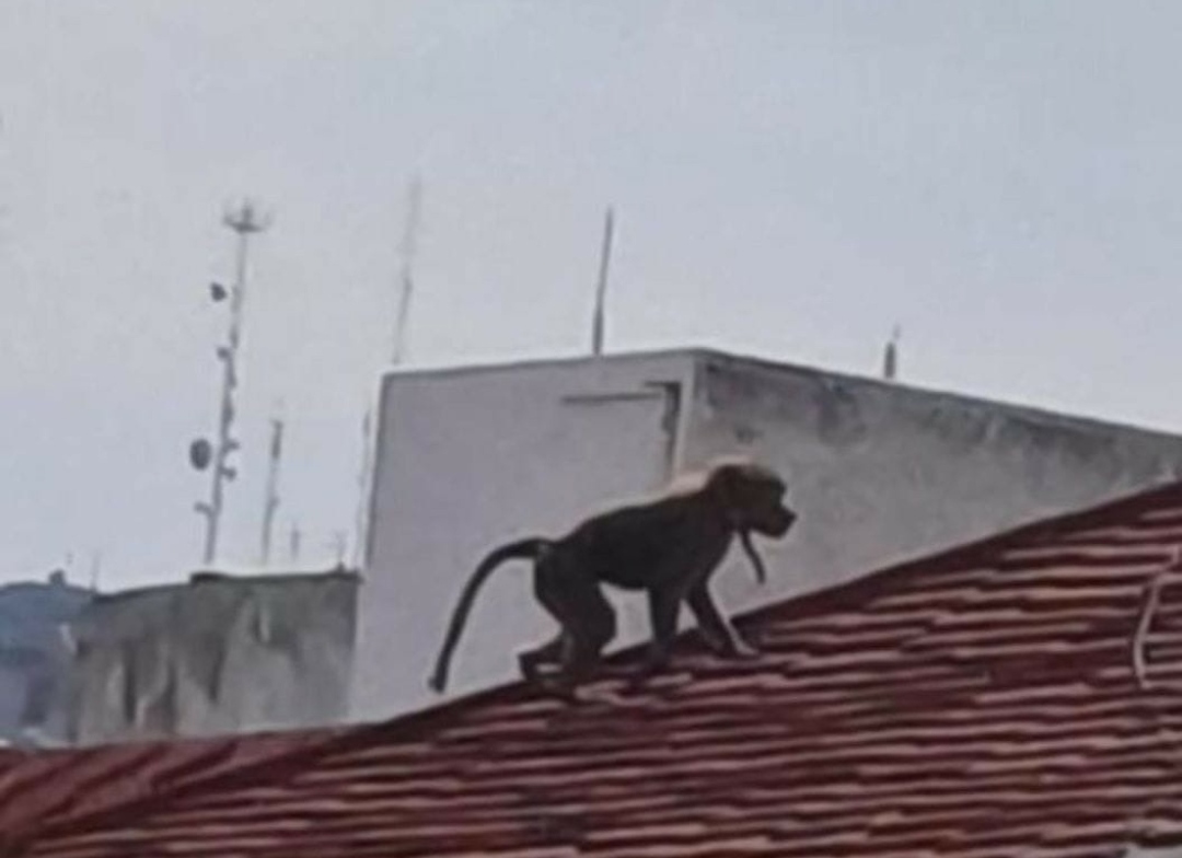 Mono babuino captado en casas de Pachuca.