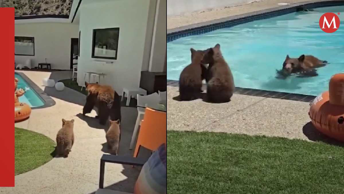 Osos invaden casa para usar alberca