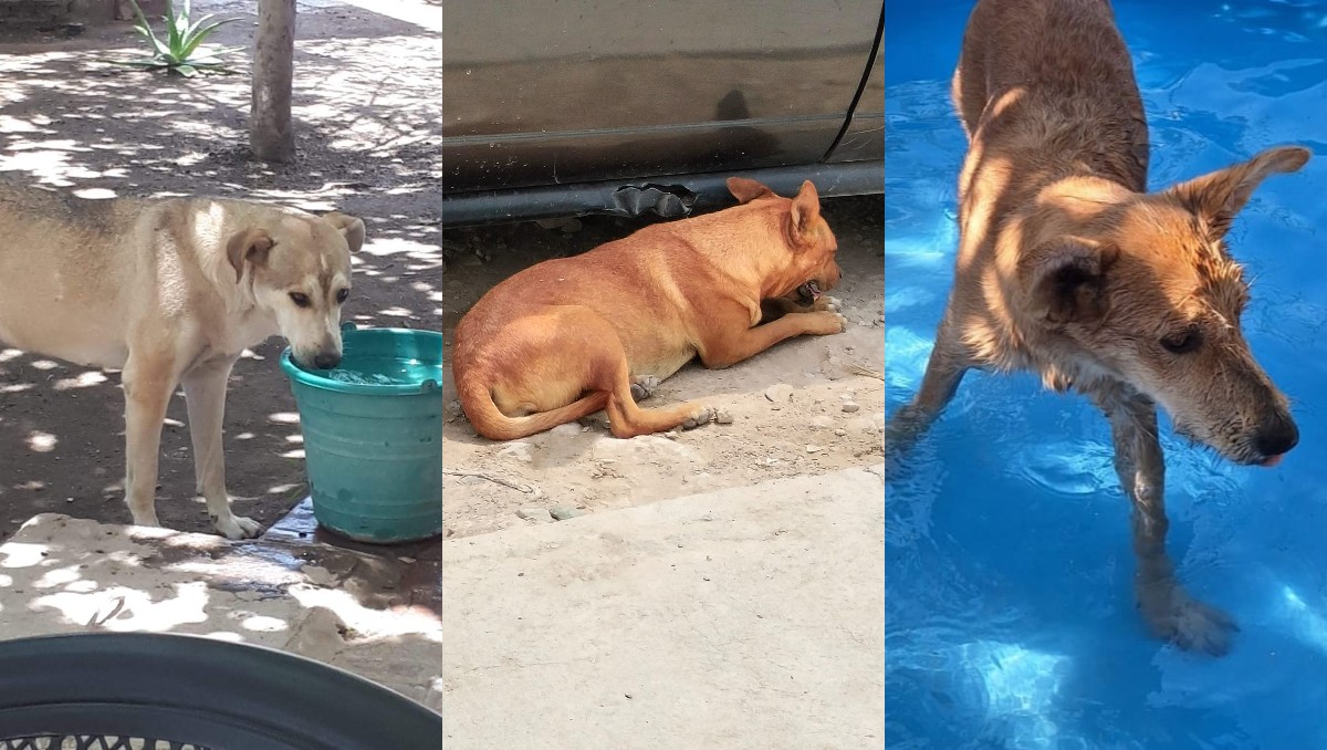 Perritos sin hogar en San Pedro. | Especial
