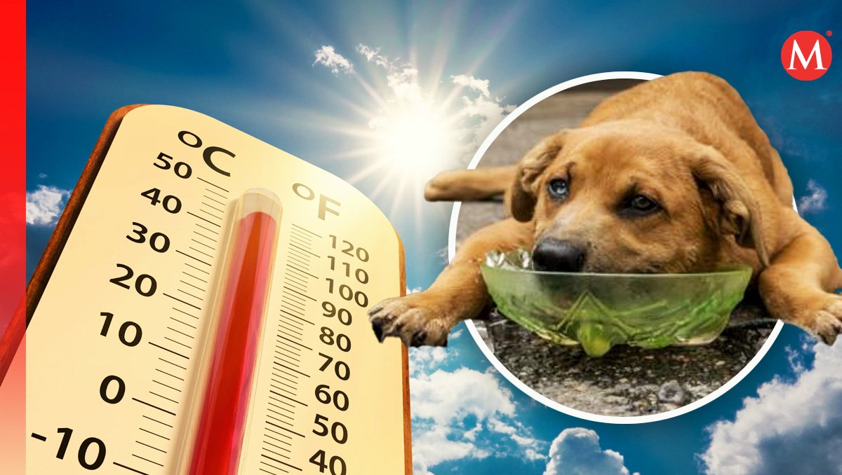 El calor extremo puede poner en riesgo la vida de tu mascota