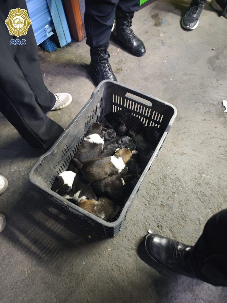 Los cachorros se encuentran en buen estado de salud.
