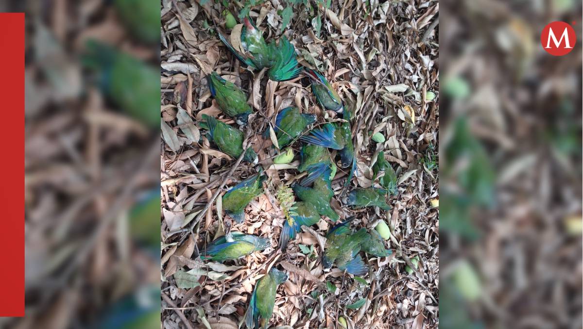 Mueren 26 cotorros cabeza de viejo en El Cielo, Tamaulipas por calor.