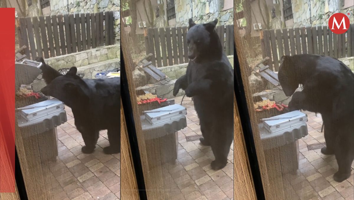 Oso asaltando una carnita asada en Chipinque, Nuevo León | Especial