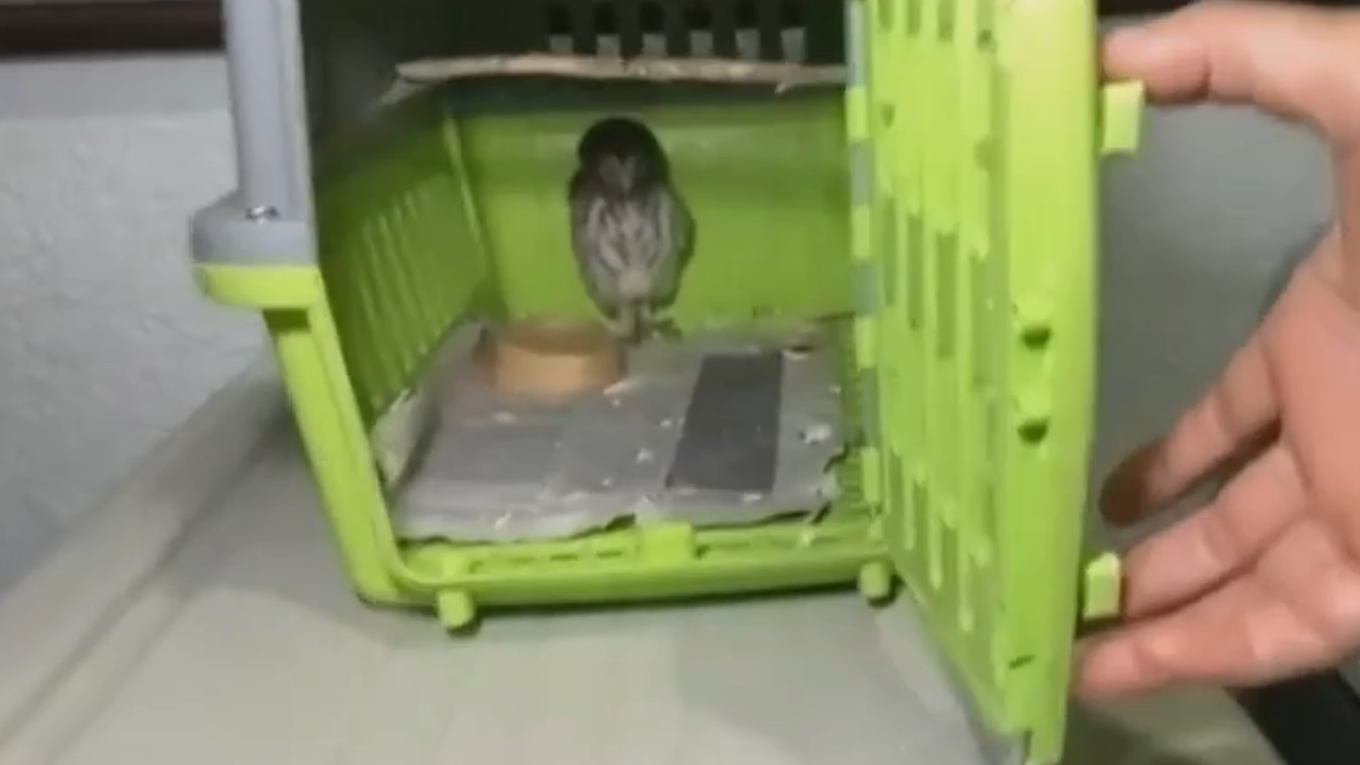 Reportan fallecimiento de aves en SLP por ola de calor