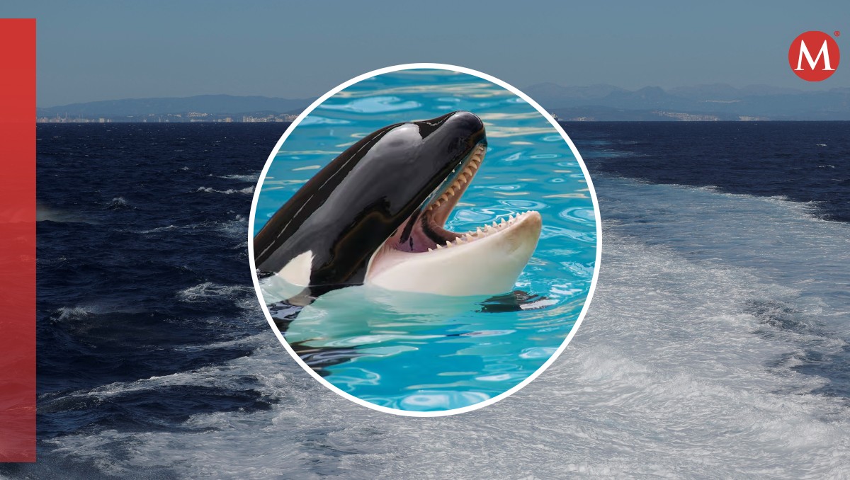 Hay varias teorías que explican los ataque de orcas en Gibraltar. | Reuters