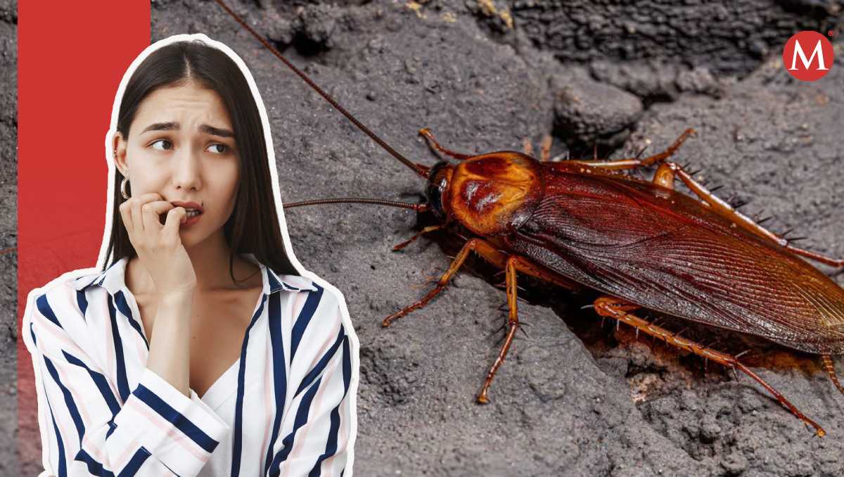 Es muy común ver el ingreso de cucarachas en los hogares y establecimientos durante la temporada de calor, aquí te decimos el motivo | Wendy González