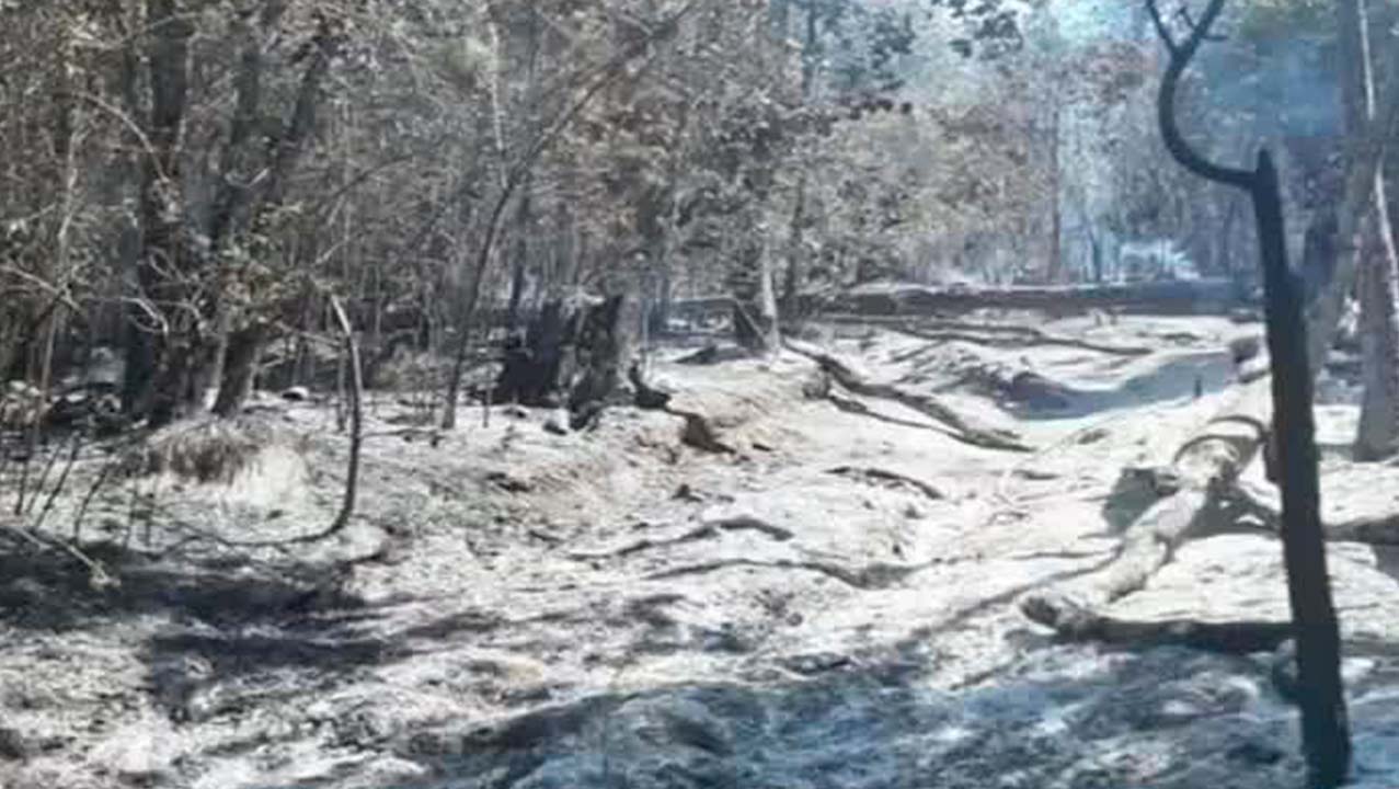 Continúan activos varios incendios forestales en distintos estados del país