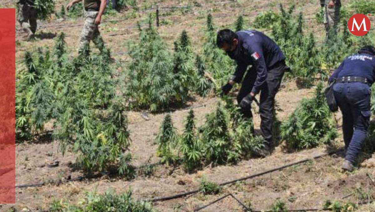 Destruyen plantas de marihuana en Michoacán| Foto: Elizabeth Guzmán