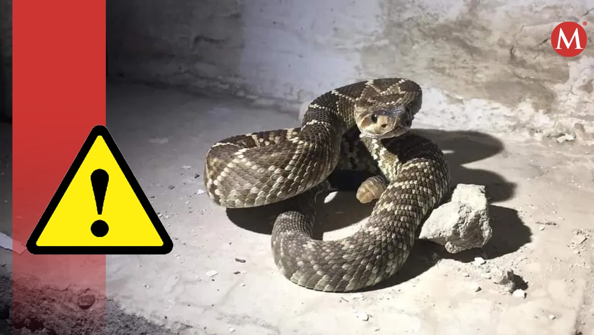 Por calor, serpientes salen de su hábitat en busca de lugares más frescos. (Especial)