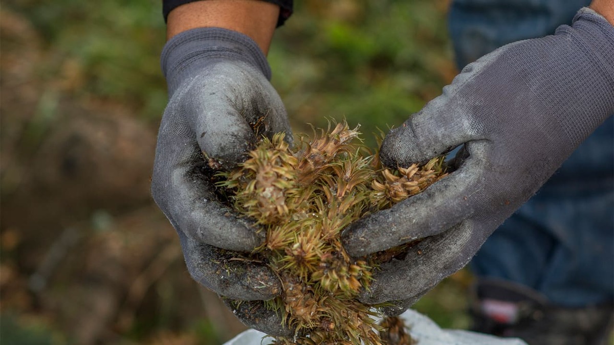 42 productores de cebada recibieron un reconocimiento internacional por prácticas sustentables. (Cortesía)