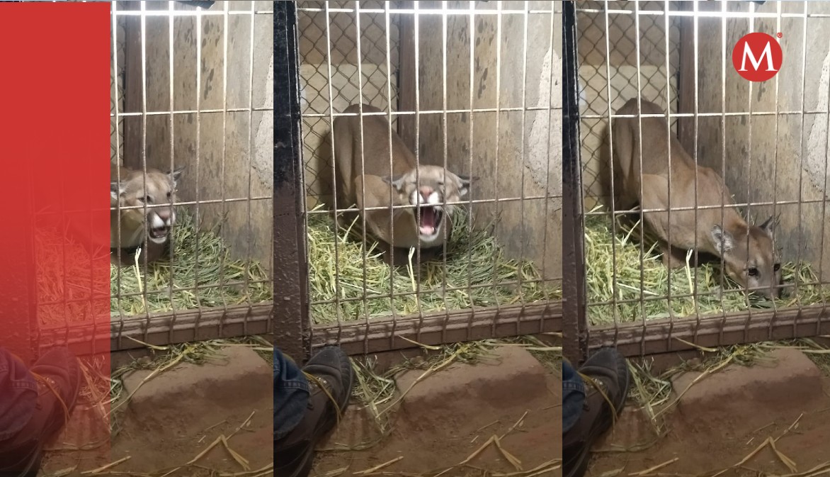 Un puma ingresó a un domicilio particular en el municipio de Cocula. (Especial)
