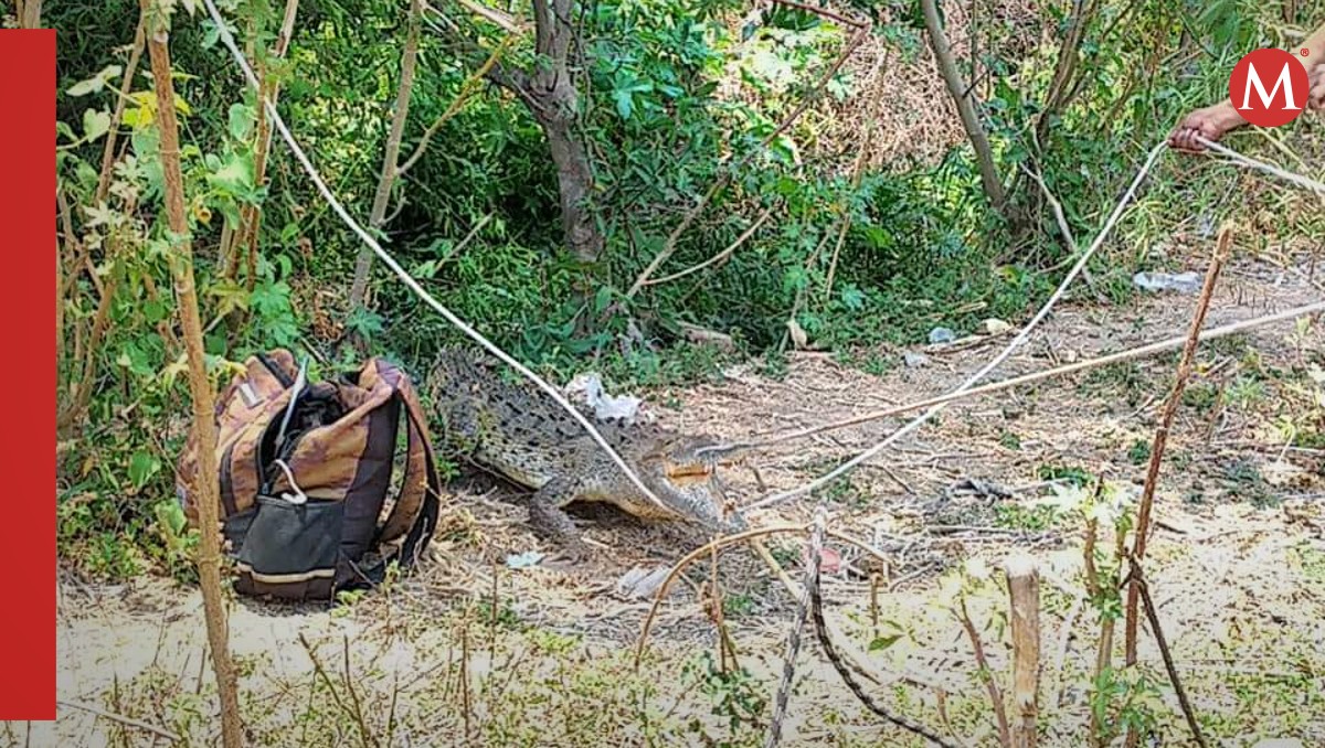 Cocodrilo asegurado en Guerrero: residentes respiran tranquilos después de operativo | Especial